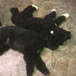 Meet your Posher, Nikki